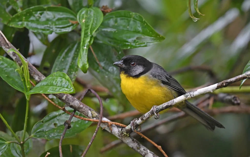 哥伦比亚薮雀(Atlapetes melanocephalus)