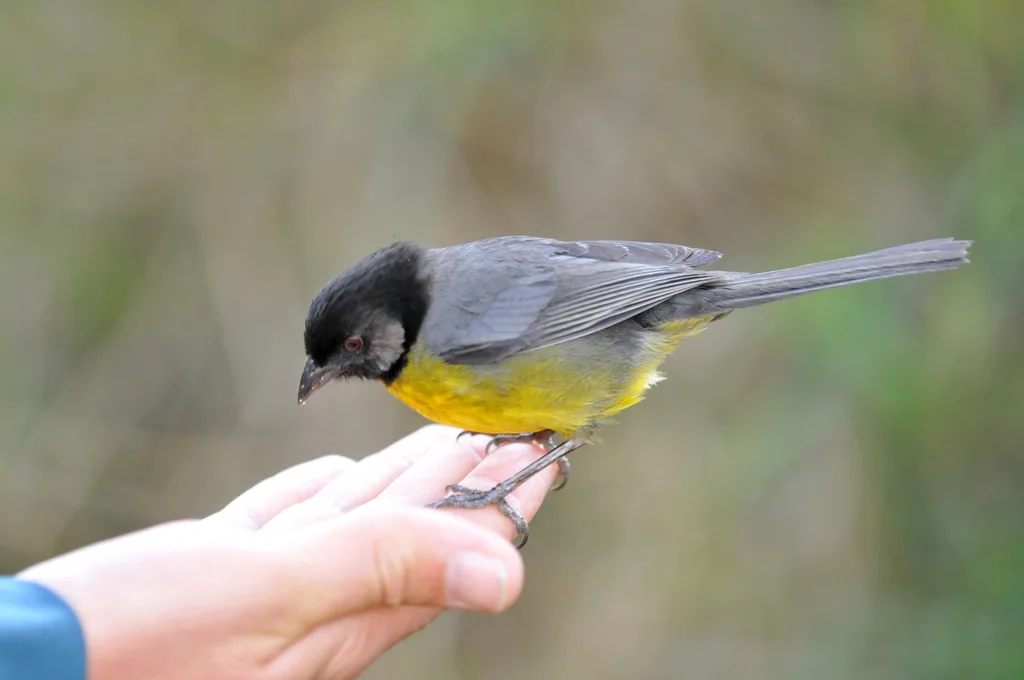 哥伦比亚薮雀(Atlapetes melanocephalus)