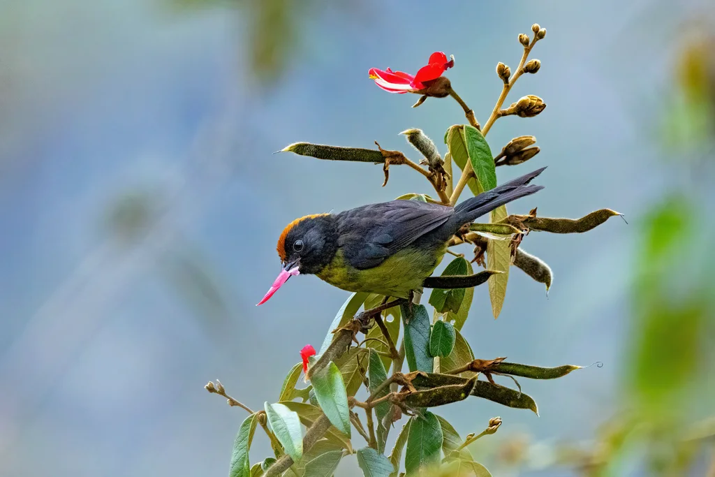 灰耳薮雀(Atlapetes melanolaemus)