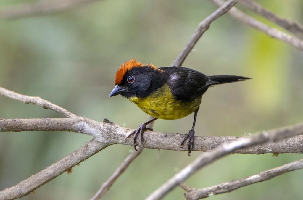 灰耳薮雀(Atlapetes melanolaemus)