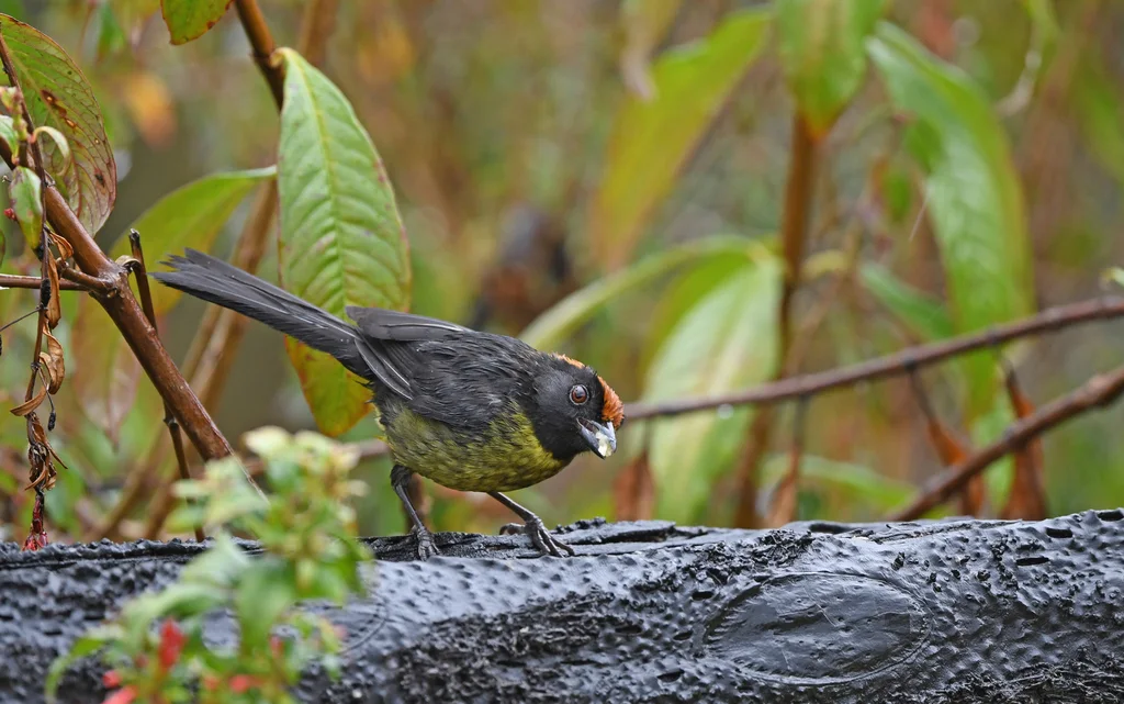 灰耳薮雀(Atlapetes melanolaemus)