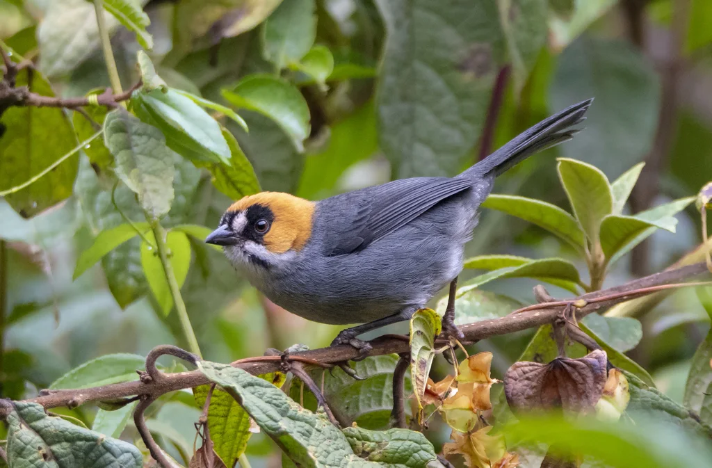 黑花脸薮雀(Atlapetes melanopsis)