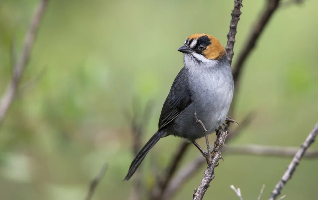 黑花脸薮雀(Atlapetes melanopsis)