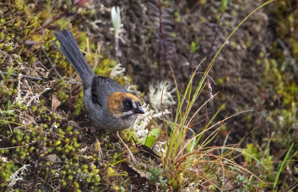 黑花脸薮雀(Atlapetes melanopsis)