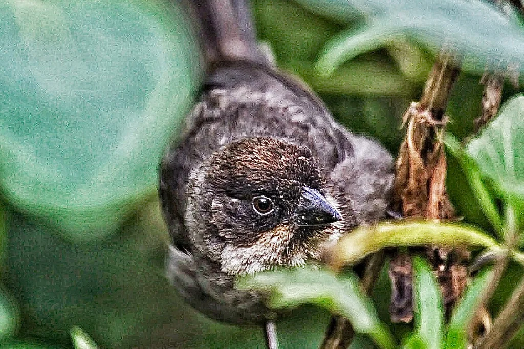 锈腹薮雀(Atlapetes nationi)