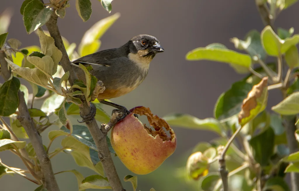 锈腹薮雀(Atlapetes nationi)