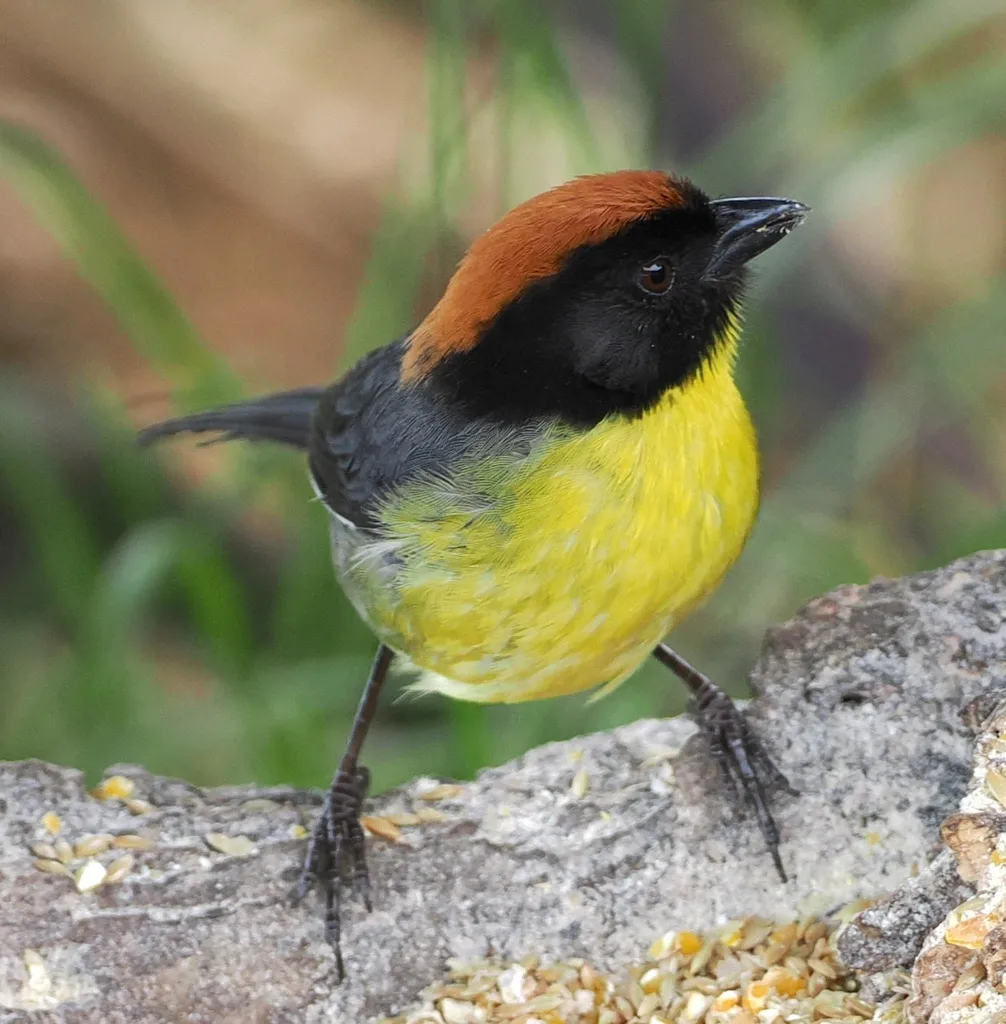 黑额薮雀(Atlapetes nigrifrons)