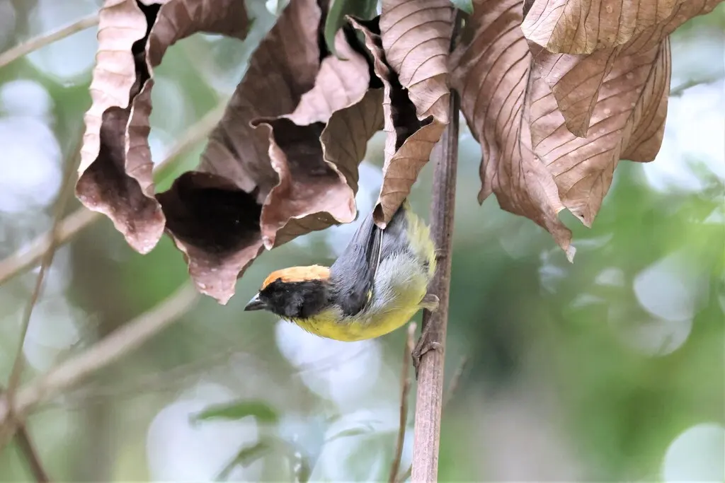 黑额薮雀(Atlapetes nigrifrons)