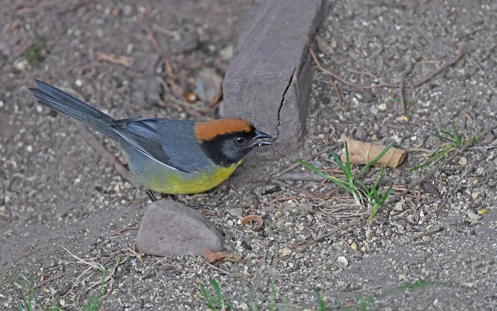黑额薮雀(Atlapetes nigrifrons)