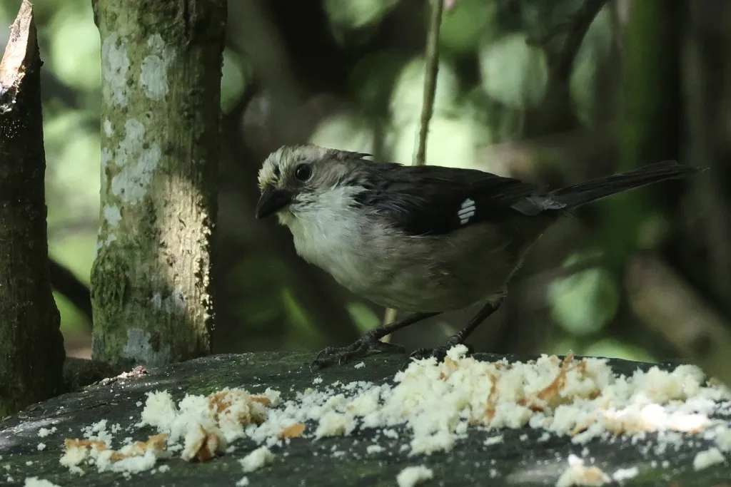 苍头薮雀（Atlapetes pallidiceps）