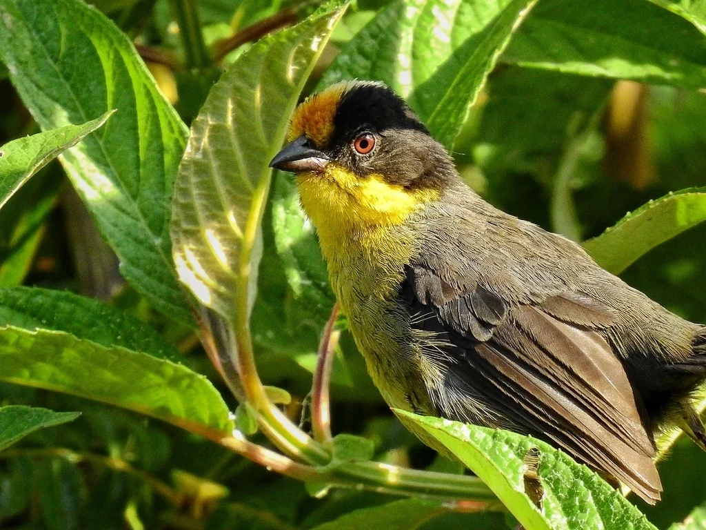 黄枕薮雀(Atlapetes pallidinucha)