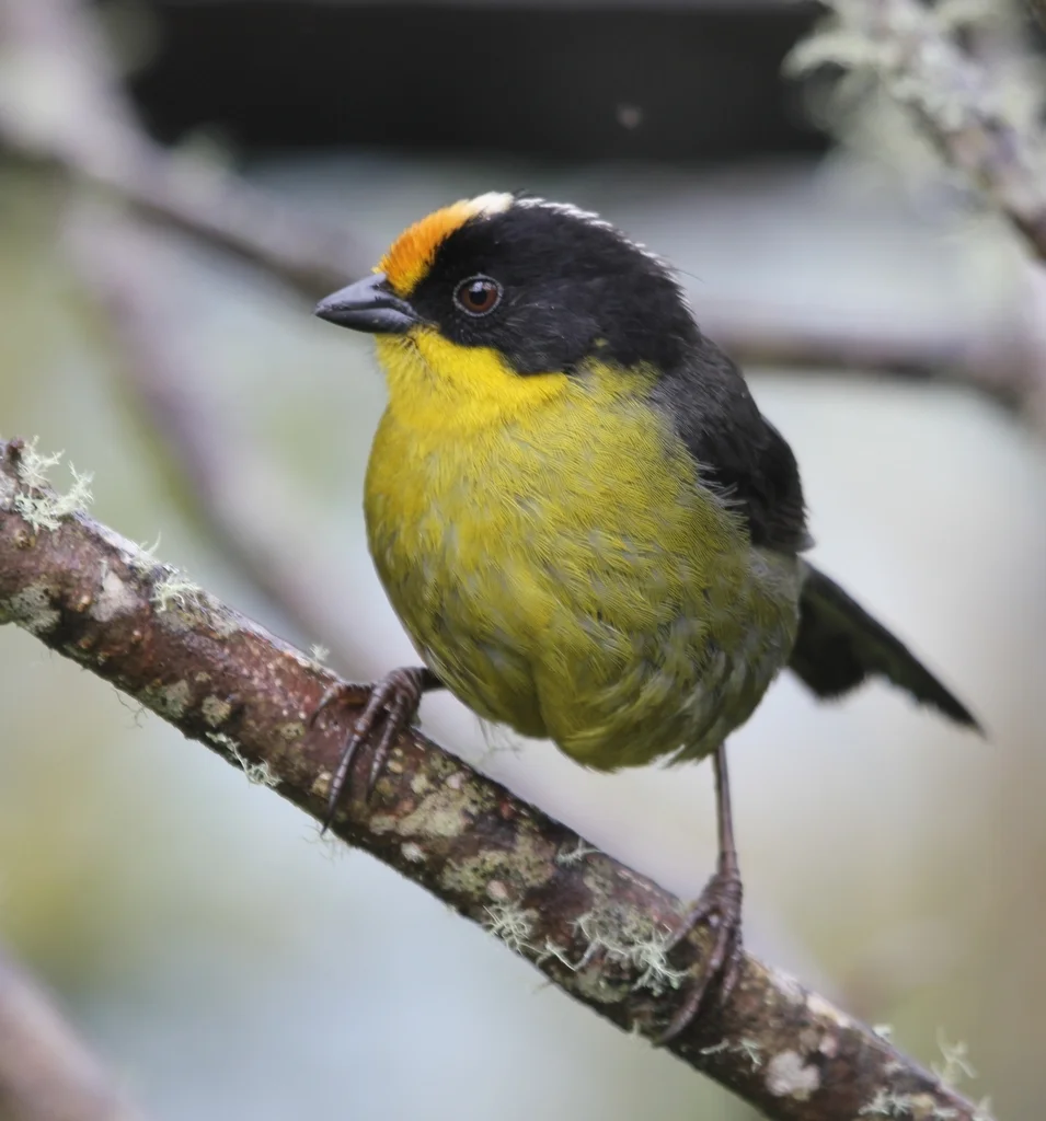 黄枕薮雀(Atlapetes pallidinucha)