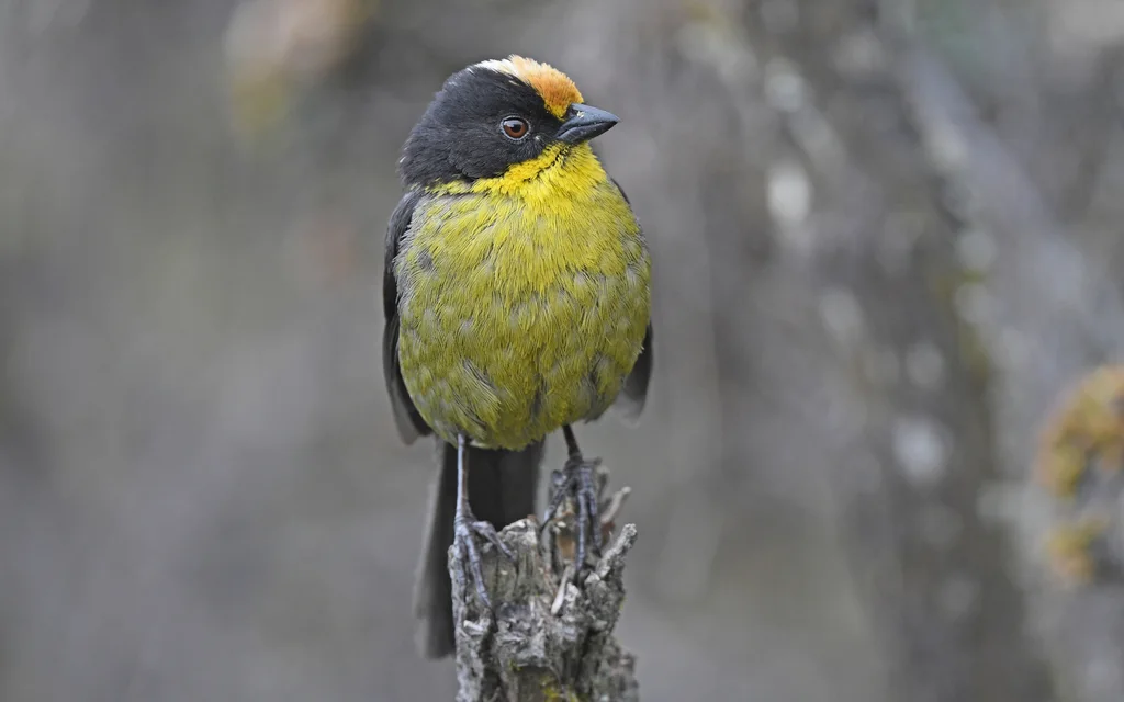 黄枕薮雀(Atlapetes pallidinucha)