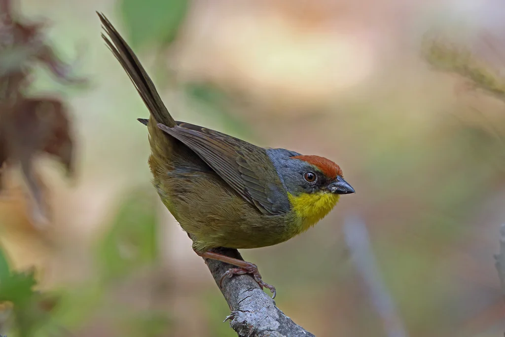 棕顶薮雀(Atlapetes pileatus)
