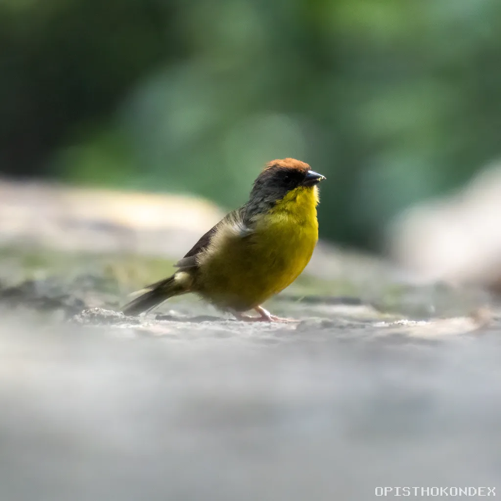棕顶薮雀(Atlapetes pileatus)