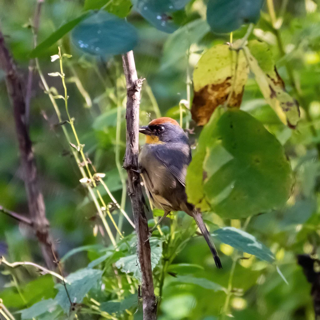棕顶薮雀(Atlapetes pileatus)