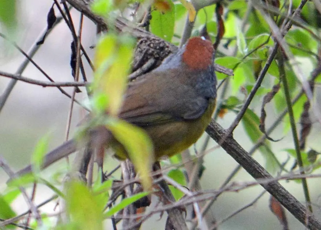 棕顶薮雀(Atlapetes pileatus)