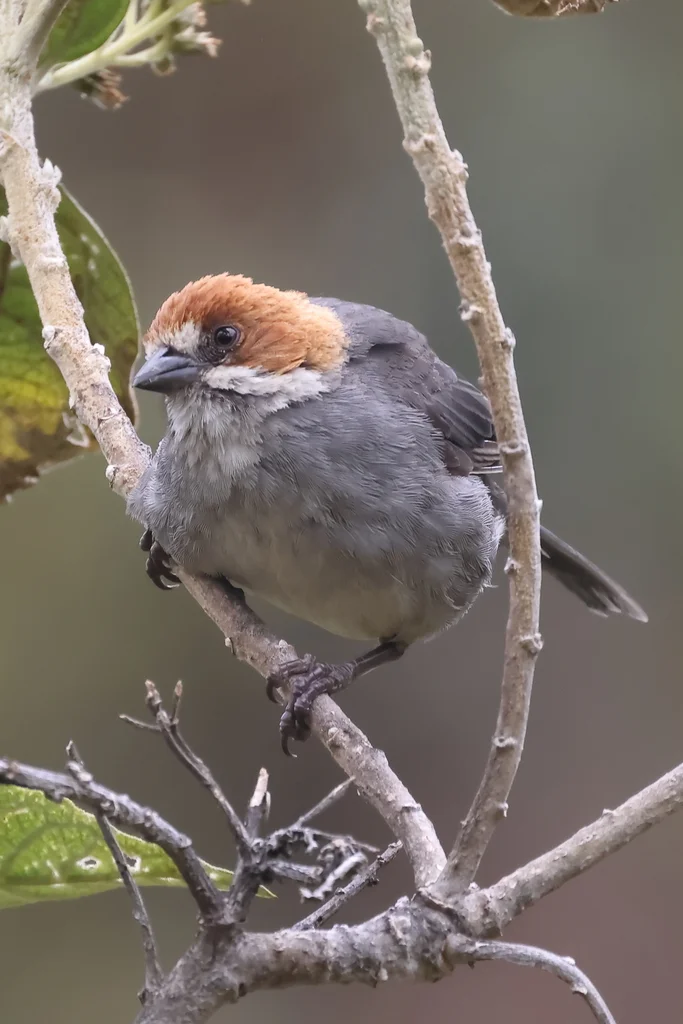 棕耳薮雀(Atlapetes rufigenis)