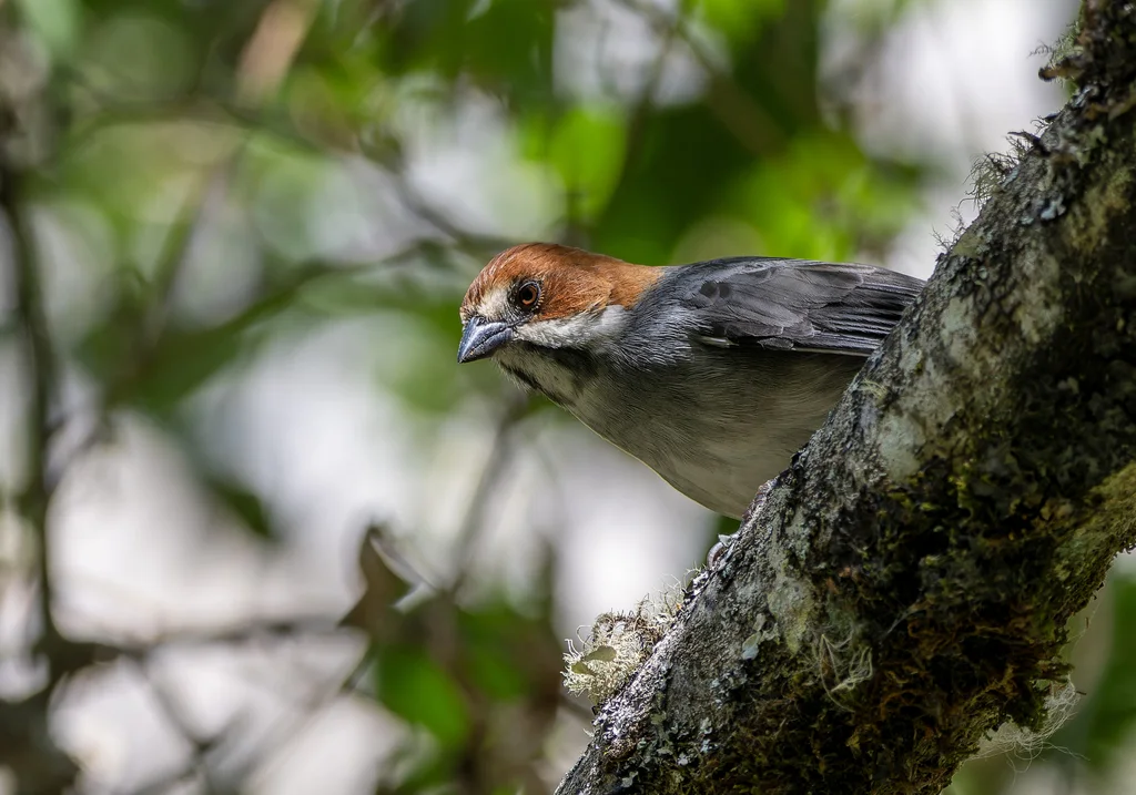 棕耳薮雀(Atlapetes rufigenis)