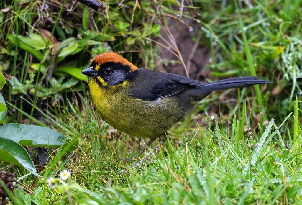 棕枕薮雀(Atlapetes rufinucha)
