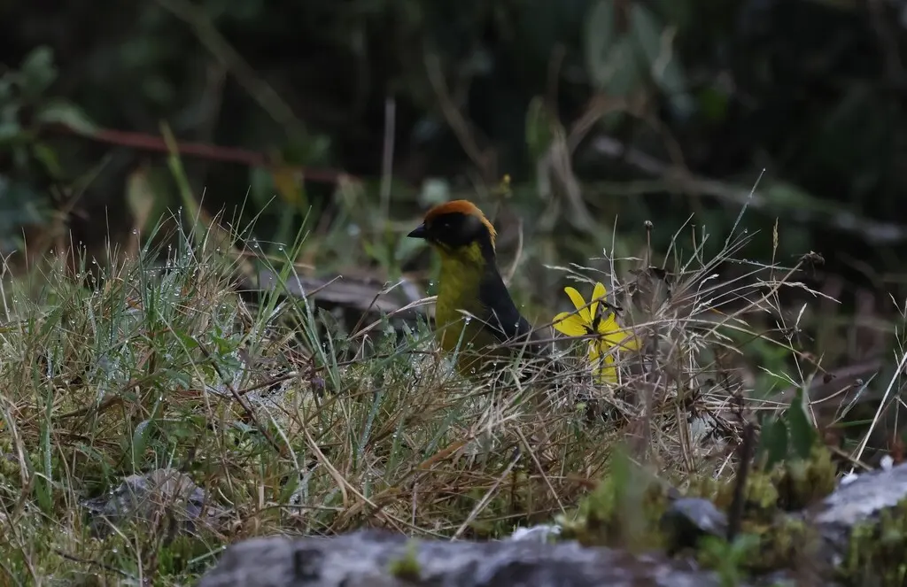 棕枕薮雀(Atlapetes rufinucha)