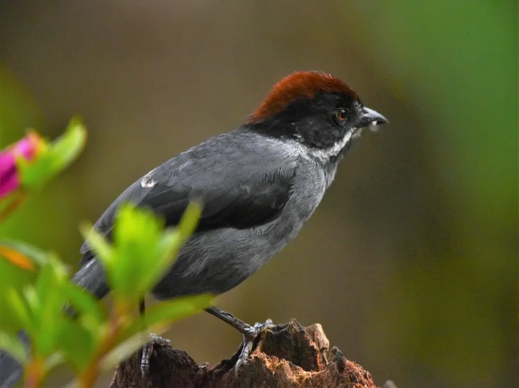 灰蓝薮雀(Atlapetes schistaceus)