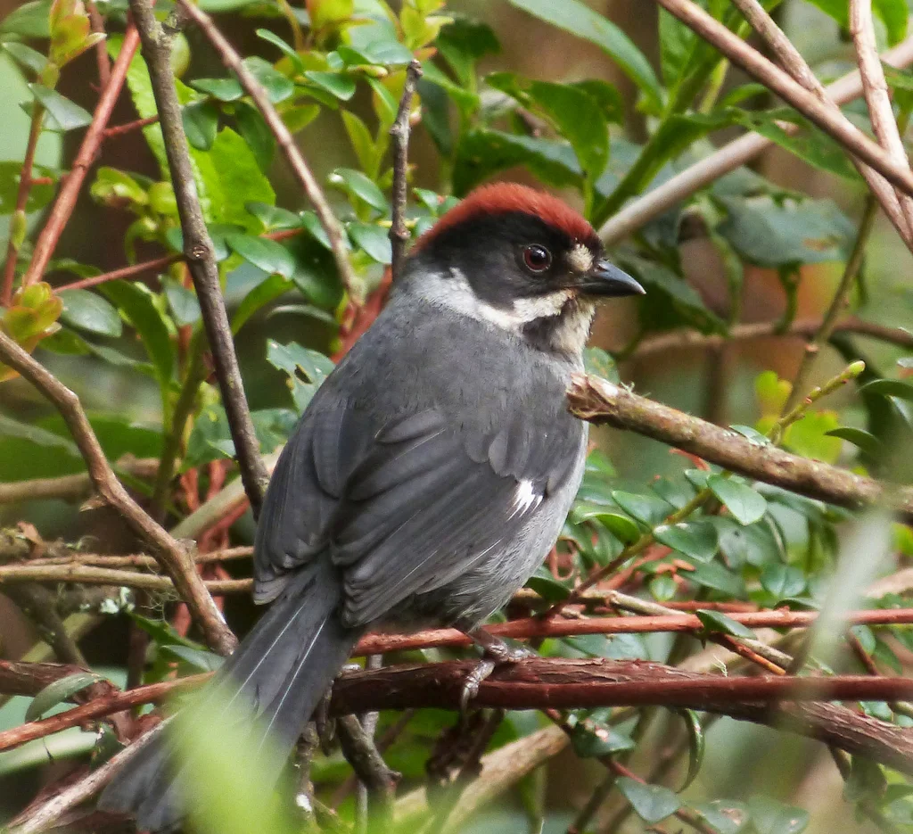 灰蓝薮雀(Atlapetes schistaceus)