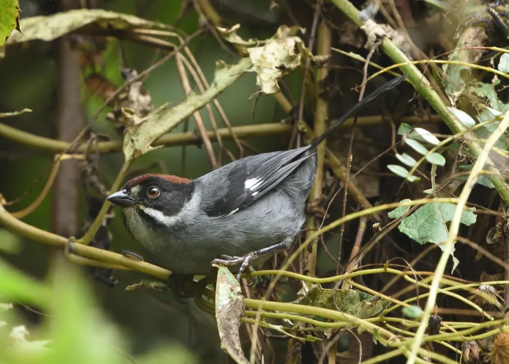 灰蓝薮雀(Atlapetes schistaceus)