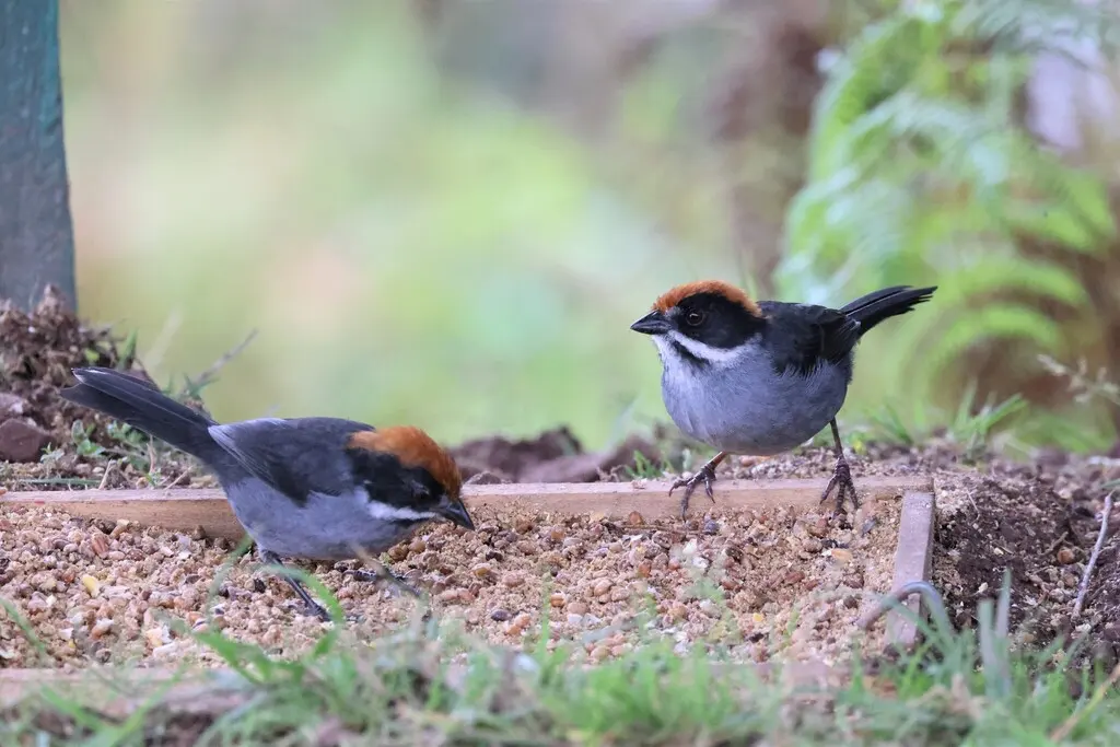 灰蓝薮雀(Atlapetes schistaceus)