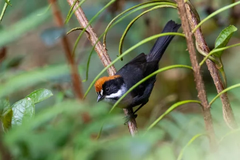 暗灰薮雀
