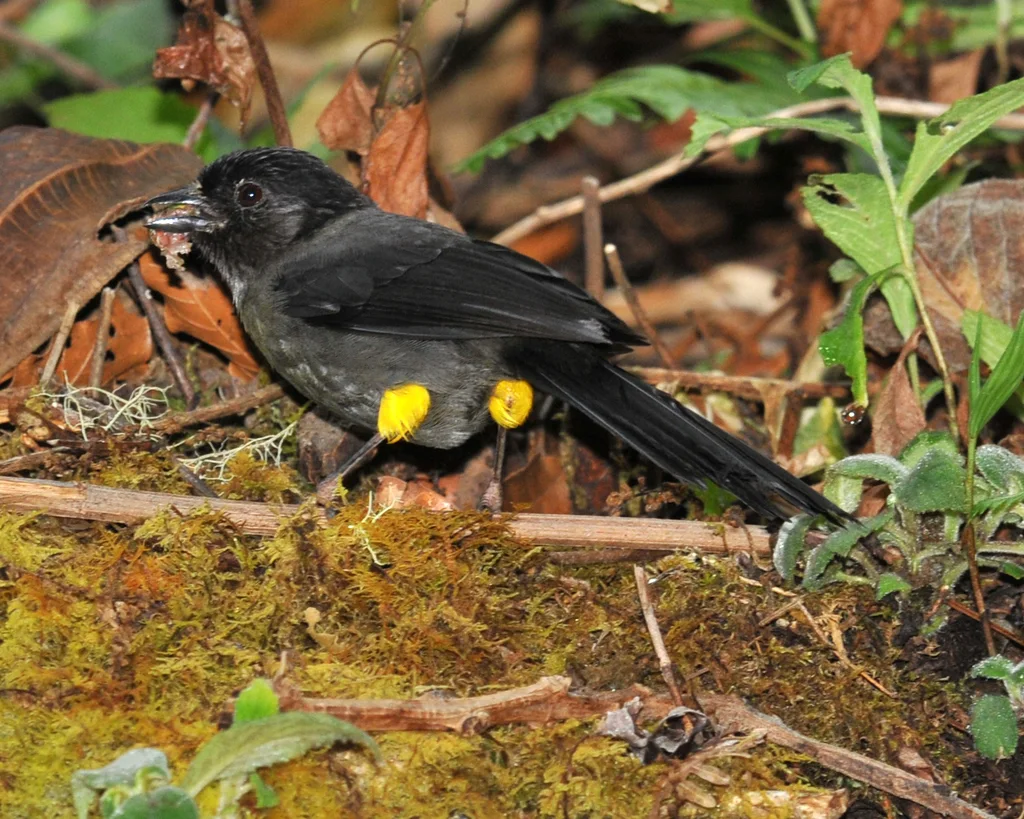 黄踝饰雀(Atlapetes tibialis)