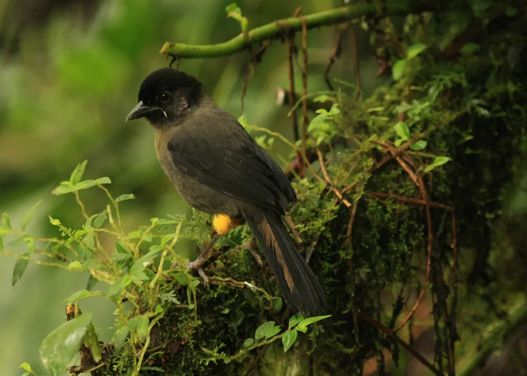 黄踝饰雀(Atlapetes tibialis)