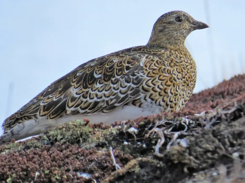 白腹籽鹬(Attagis malouinus)