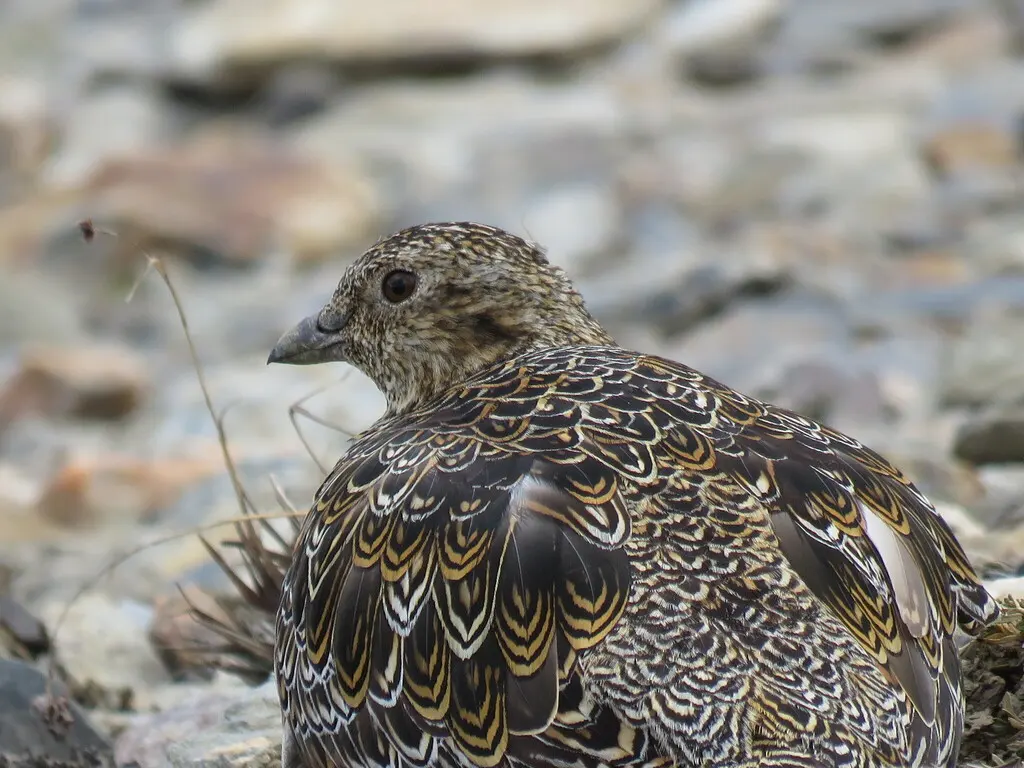 白腹籽鹬(Attagis malouinus)