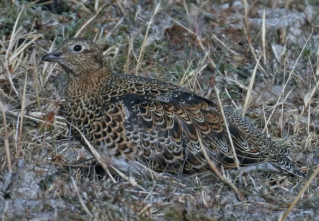 白腹籽鹬(Attagis malouinus)