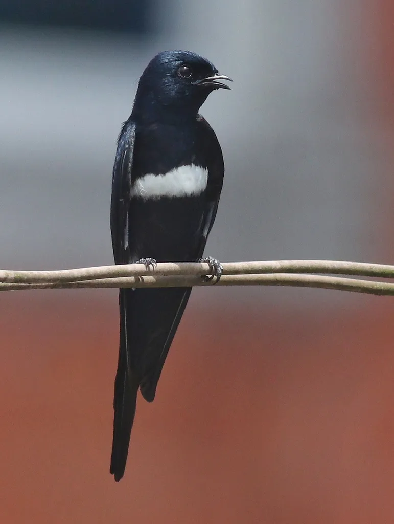 白斑燕(Atticora fasciata)