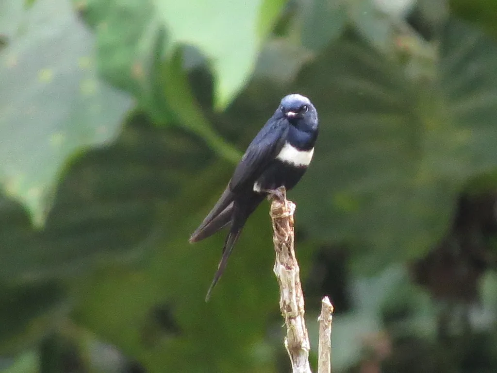 白斑燕(Atticora fasciata)