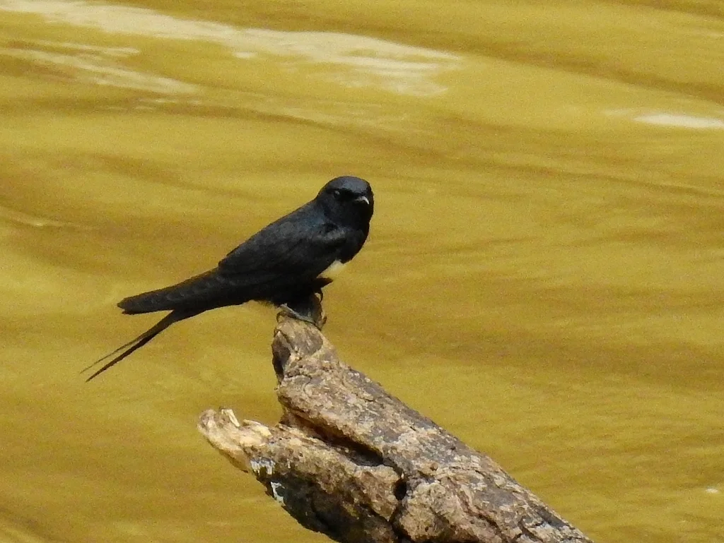 白斑燕(Atticora fasciata)