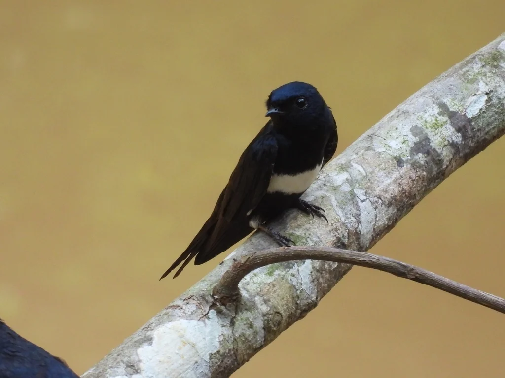 白斑燕(Atticora fasciata)