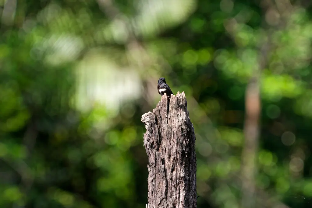白斑燕(Atticora fasciata)