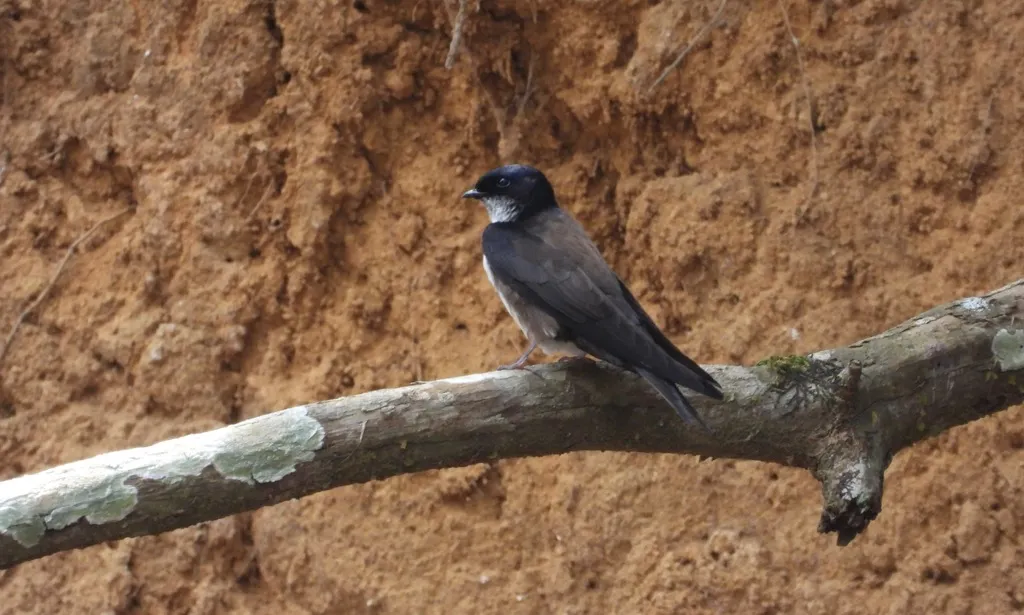 黑顶南美燕(Atticora pileata)