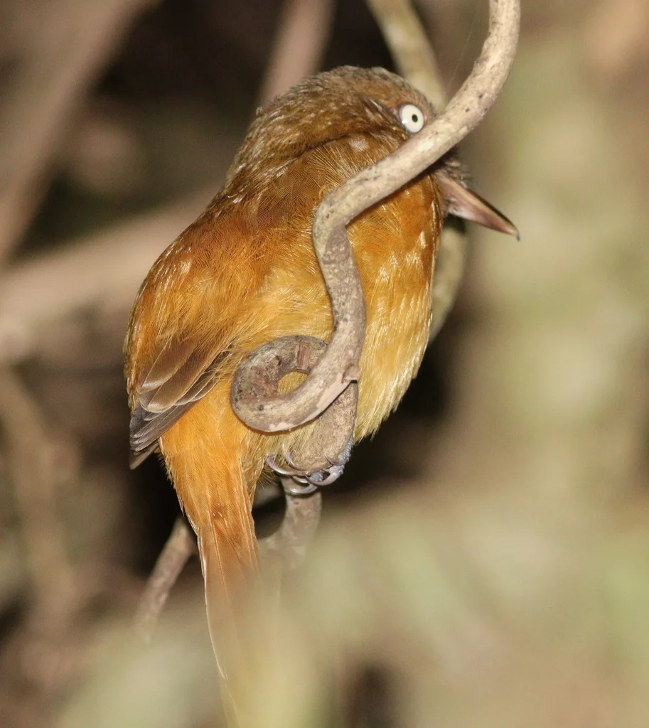 暗顶阿蒂霸鹟(Attila bolivianus)