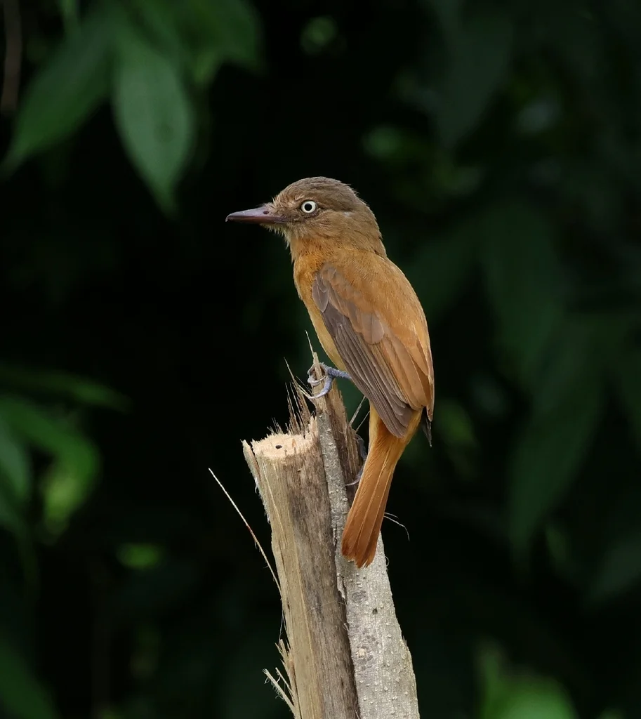 暗顶阿蒂霸鹟(Attila bolivianus)