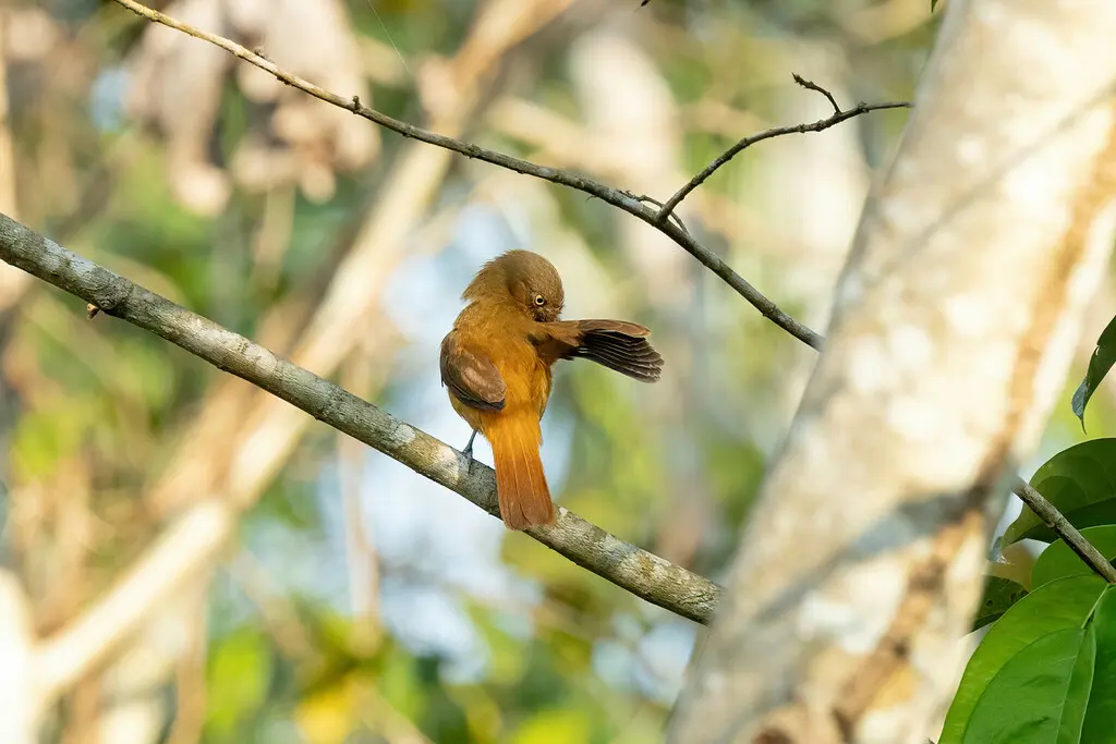 暗顶阿蒂霸鹟(Attila bolivianus)