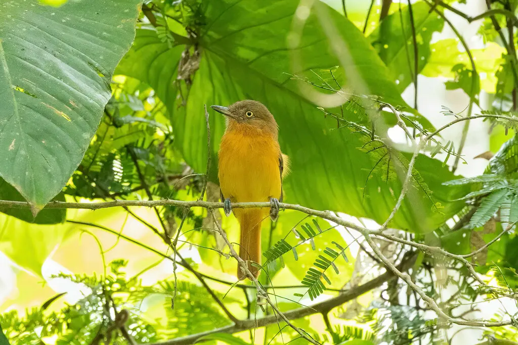 暗顶阿蒂霸鹟(Attila bolivianus)