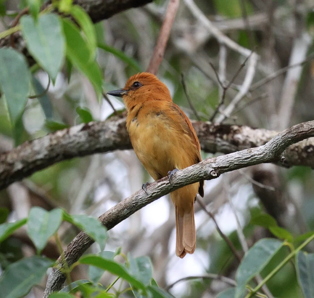 桂红阿蒂霸鹟(Attila cinnamomeus)