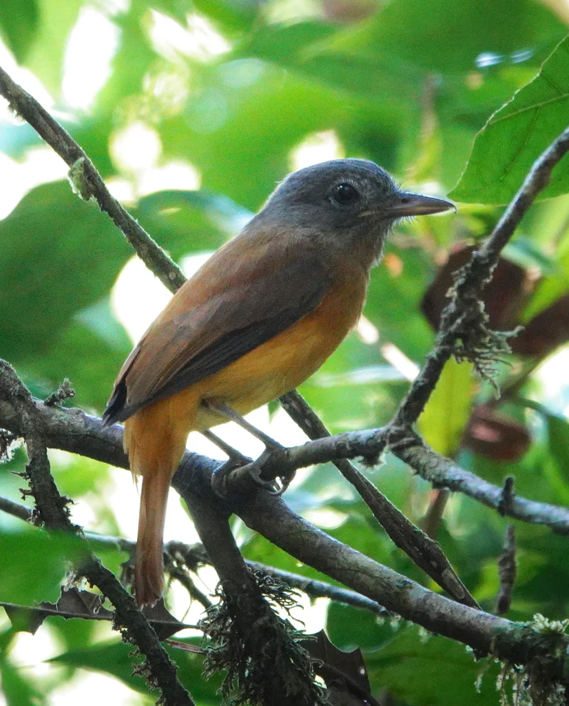 黄腹阿蒂霸鹟(Attila citriniventris)