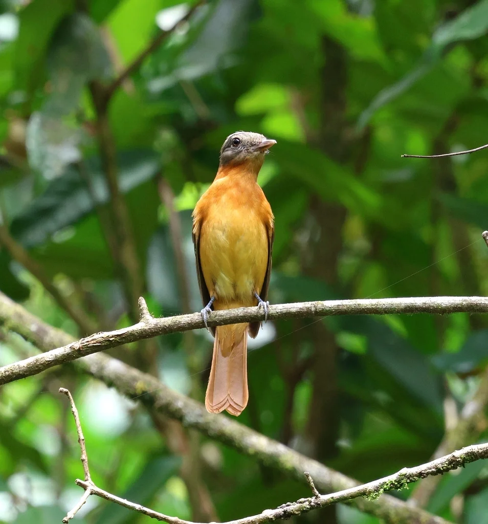 褐尾阿蒂霸鹟(Attila phoenicurus)