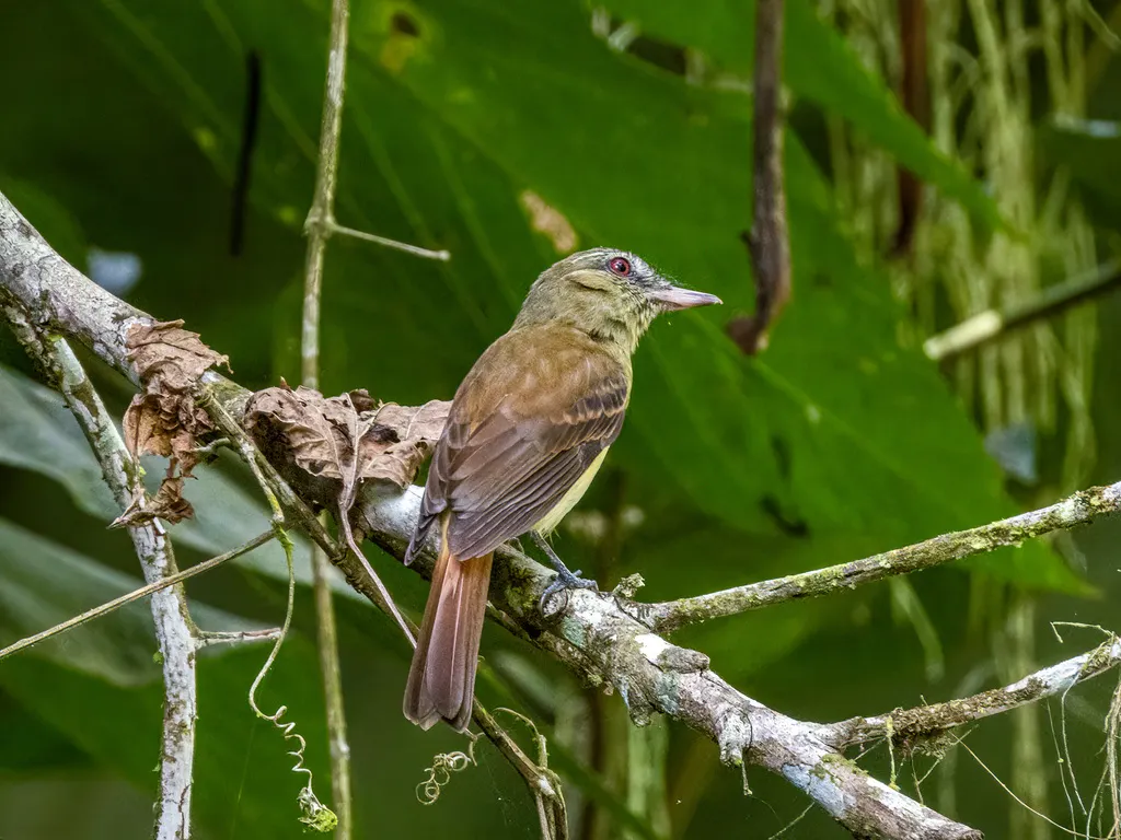 亮腰阿蒂霸鹟(Attila spadiceus)