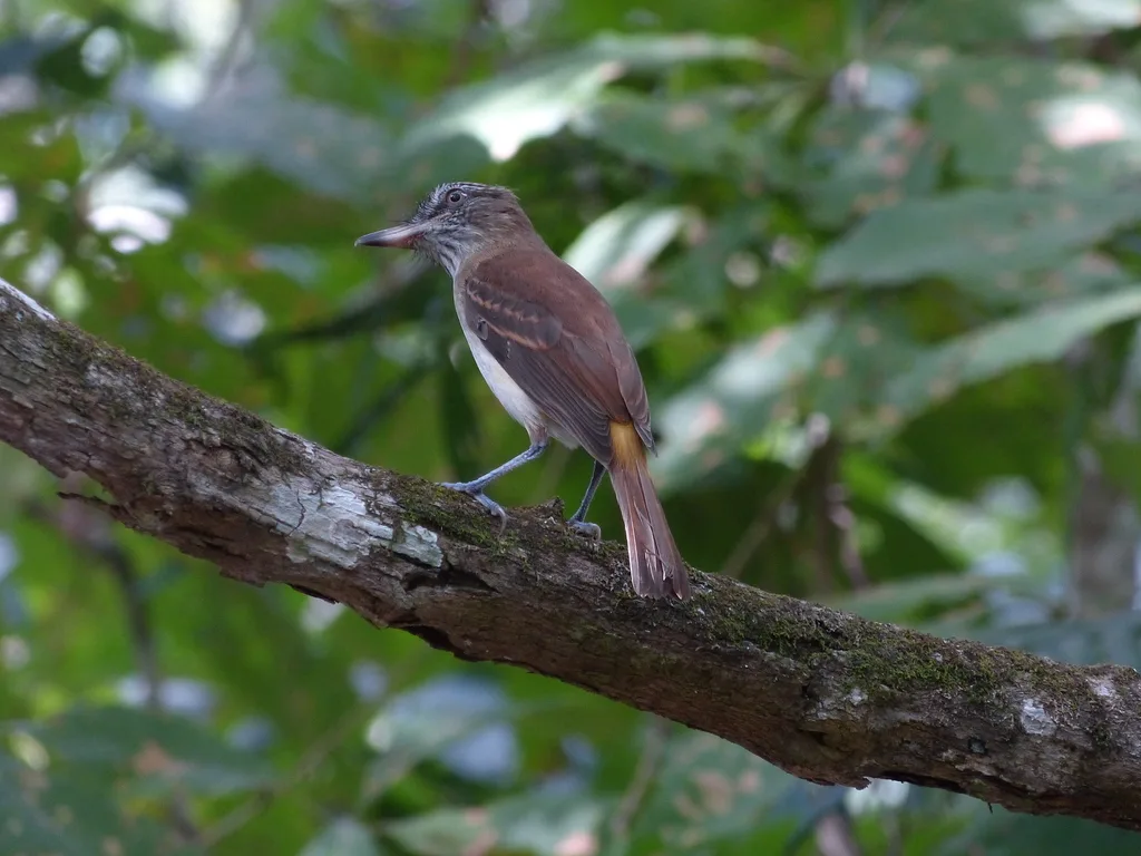 亮腰阿蒂霸鹟(Attila spadiceus)